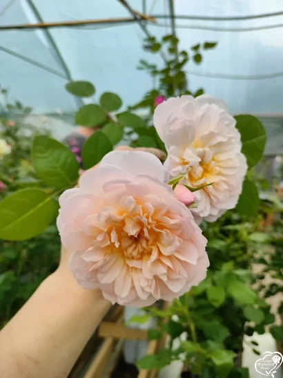 Элизабет (Elizabeth)