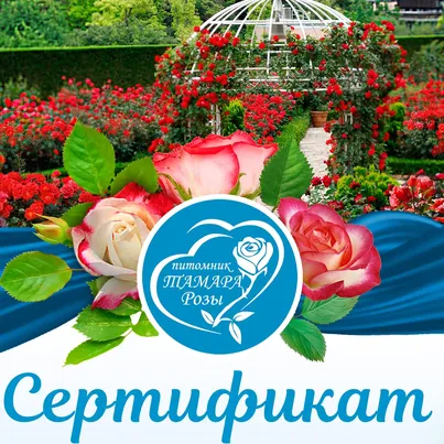 Подарочный сертификат
